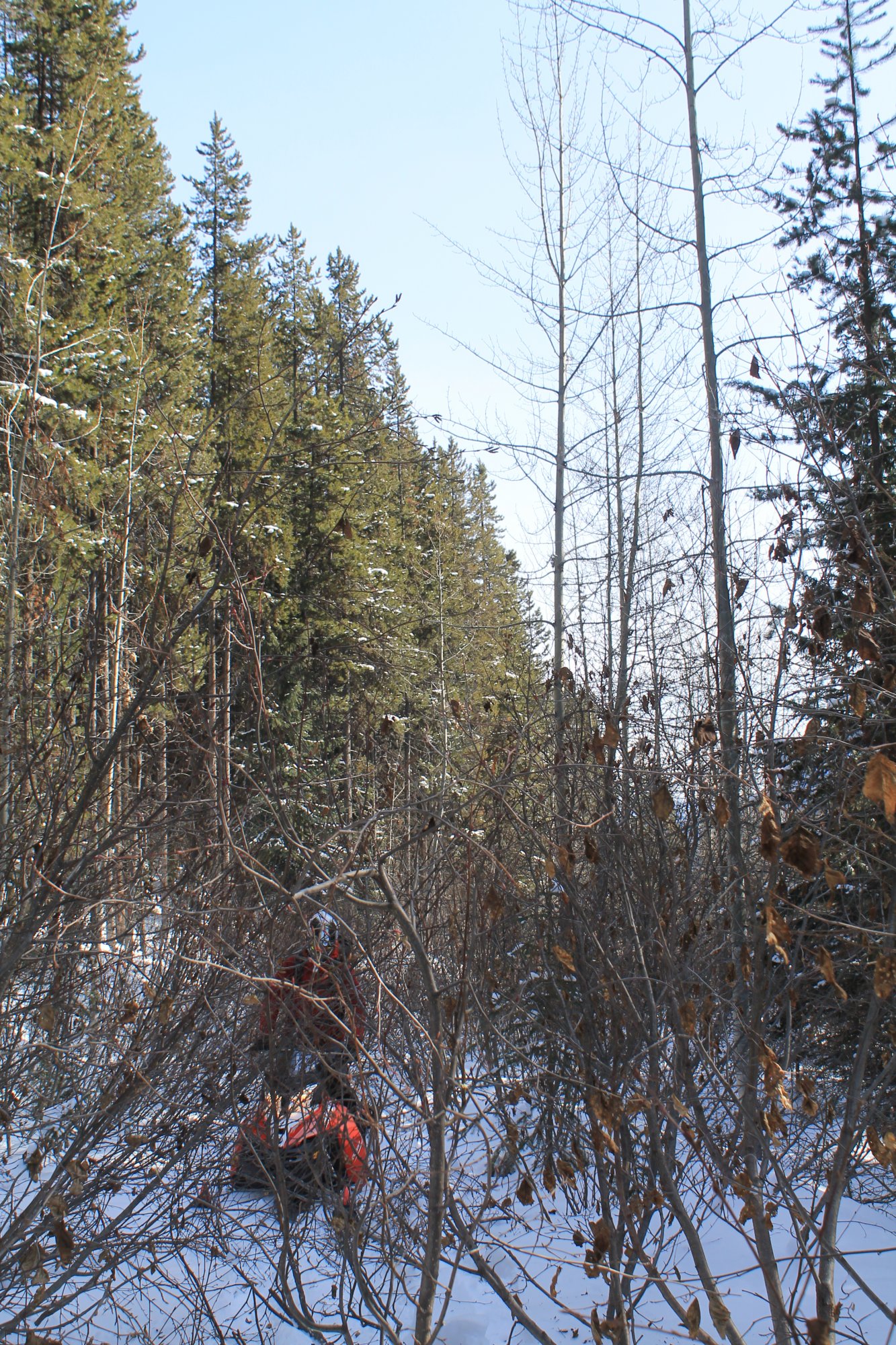 Spring snowmobiling in Golden BC