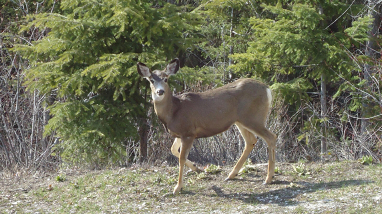 Cerfs sur la propriété
