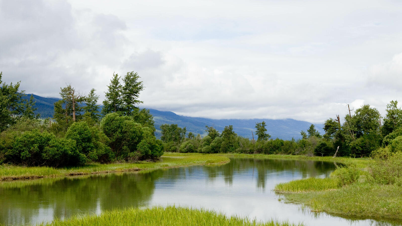 Golden-BC-Attractions-Columbia Wetlands-credit Abby Cooper-25.jpg Columbia Wetlands, Columbia River